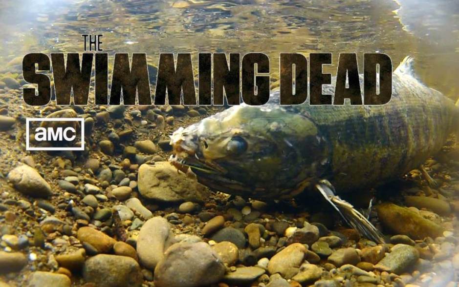 The Swimming Dead: Videos of Zombie Fish – The Fisheries Blog