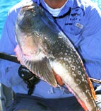 Did Mad Libs come up with this name?