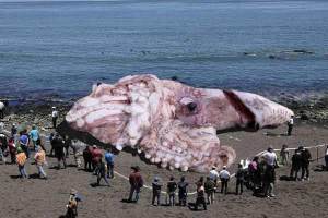 giant.radioactive.fukushima.squid.3