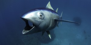 Tuna Camera