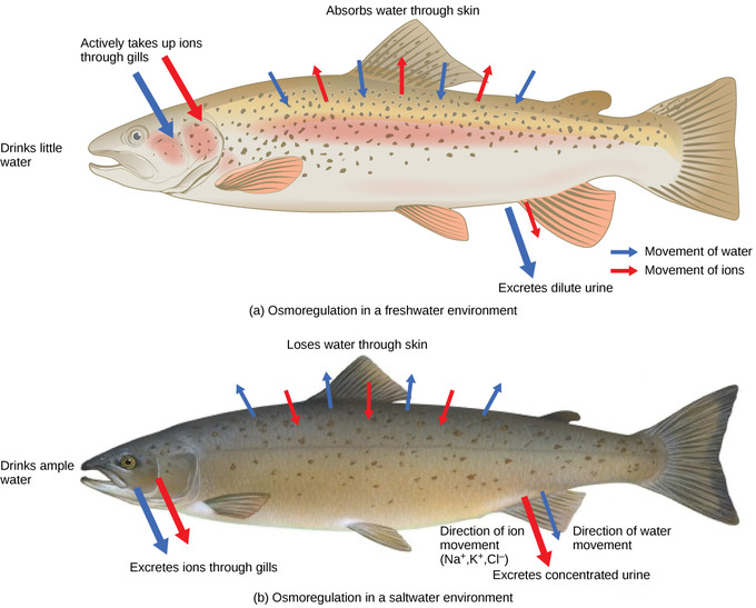 Freshwater and saltwater fish have very different osmotic demands. (Source)