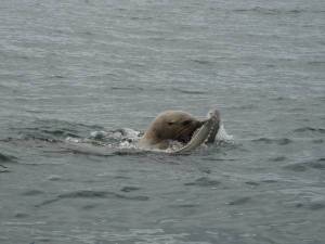 Sea Lion Sturgeon
