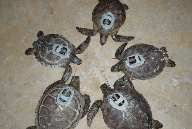 NOAA tracking Sea Turtle movements and migrations.