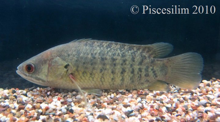 Anabas-testudineus-Penang