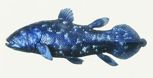 coelacanth-latimeria-chalumnae_48064_2