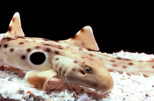 epaulette-shark-closeup