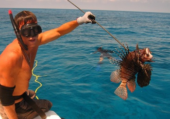 lionfish