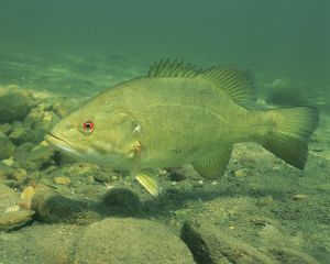 Will Smallmouth Bass be invasive if their range expands because of climate change?