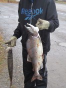 Dunmall_The_Fisheries_Blog_Peel River NWT pink salmon 2012