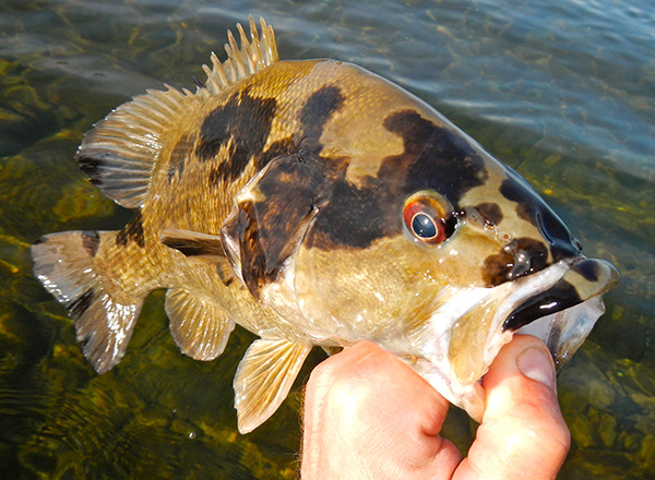 Susquehanna Smallmouth