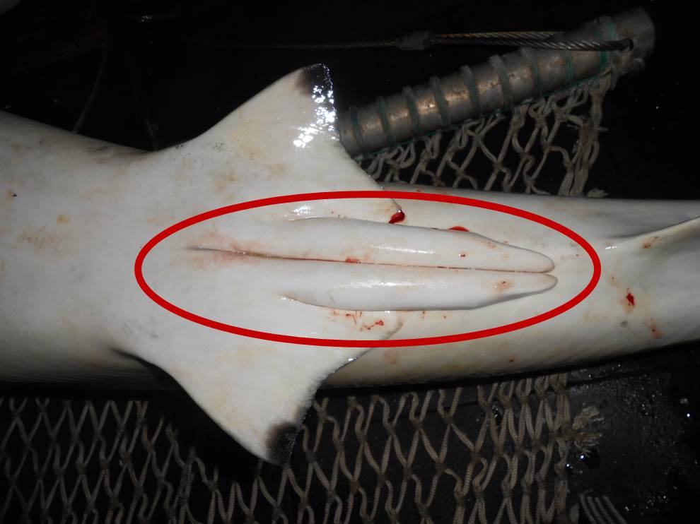 Why do sharks have two penises? – The Fisheries Blog