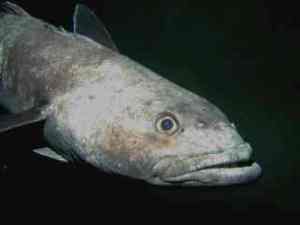 Antarctic Toothfish may give you the cold sholder.