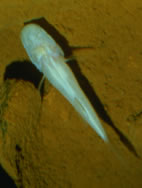 Blind Cavefish may turn a blind eye for you.