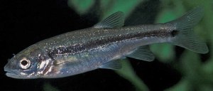 Feel like a fish out of water?  Longfin Dace are...sometimes (W. Radke).