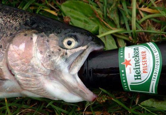 drunk-fish