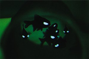 These fish can turn on the high beams! (aquariumofpacific.org)