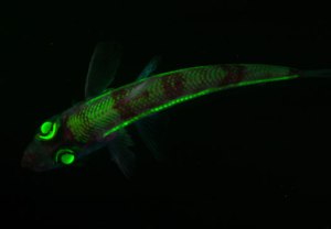 These fish have built-in night goggles! (NOAA/discovermagazine.com)