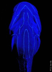 Dapper in "uniform"! (public.gettysburg.edu)