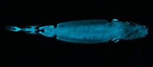 Light makes these lurking sharks harder to see! (Jérôme Mallefet)