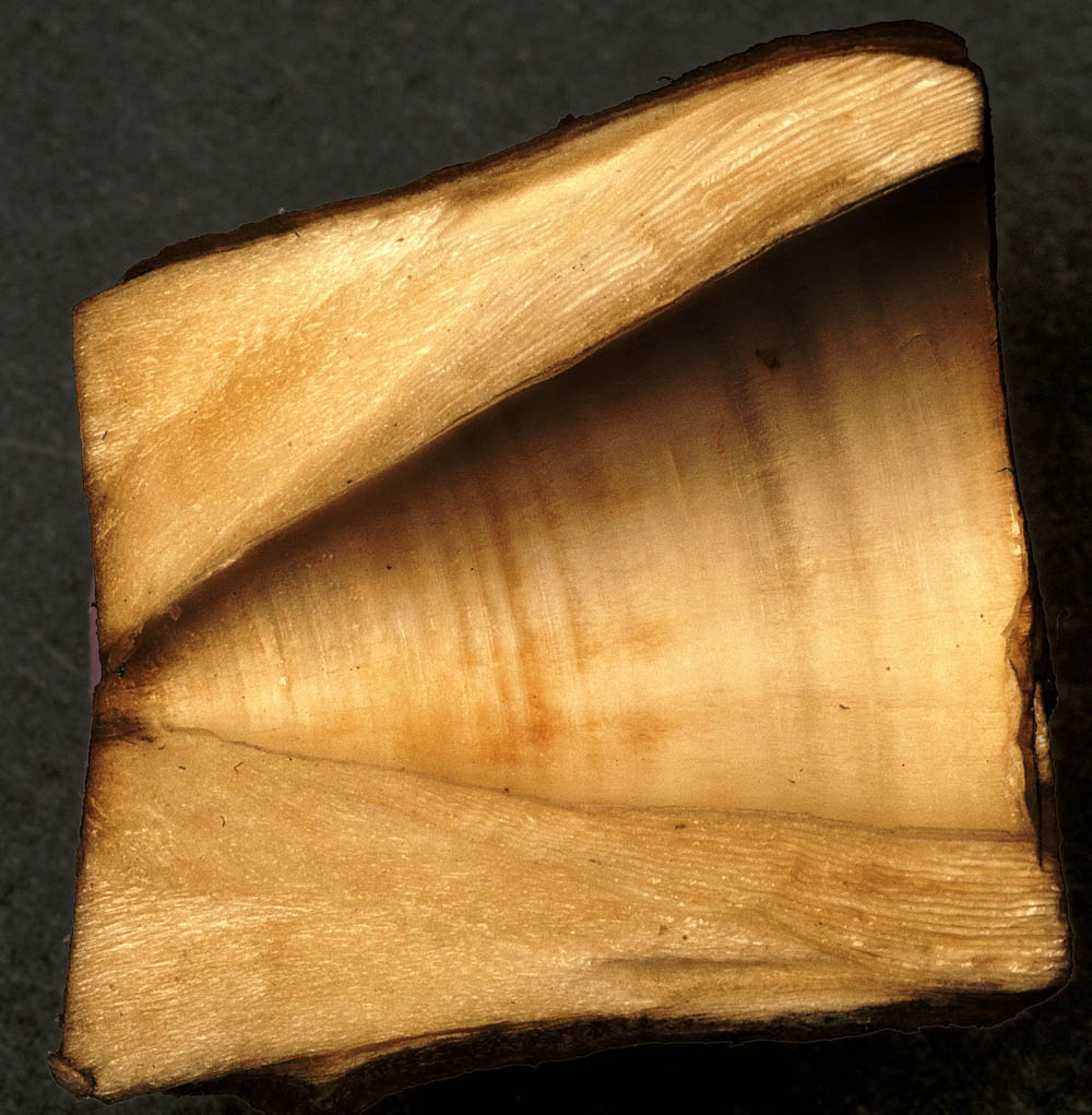 oarfish vert half image equallized