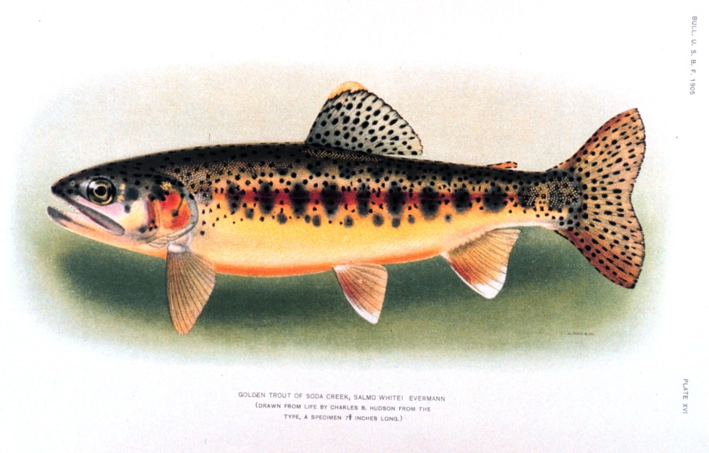 Salmo evermann