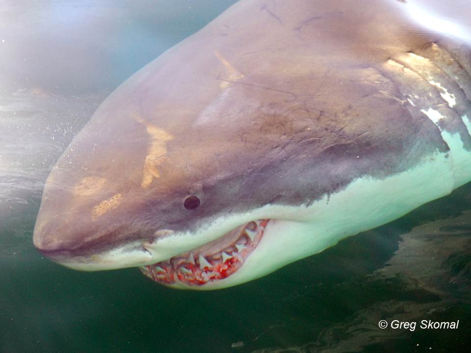 Skomal_Curly_reduced