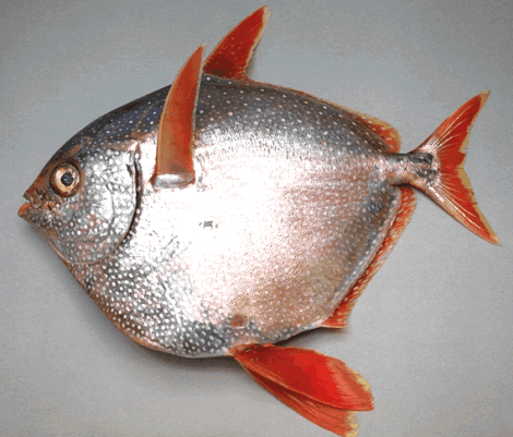 Why are fish cold blooded? – The Fisheries Blog