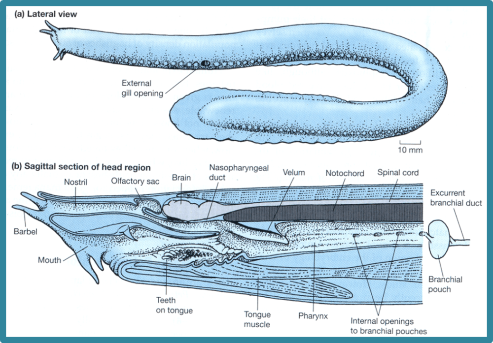 hagfish anatomy