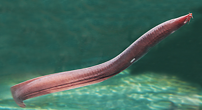 Hagfish