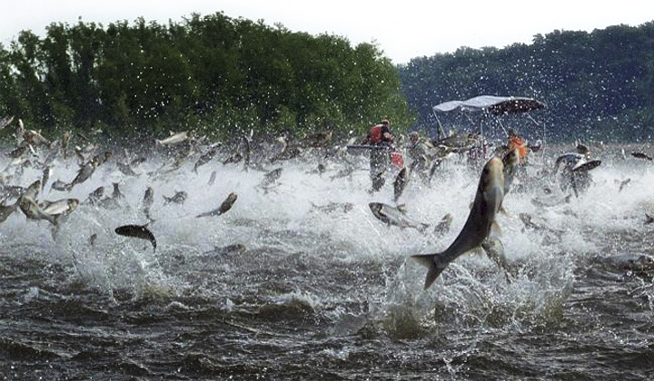 Jumping carp (Source: Gulfseafoodnews.com)