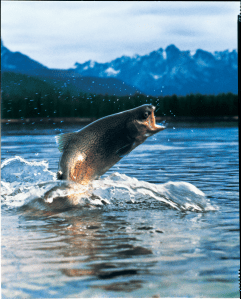 Insects are a part of the natural diet of some fish like this rainbow trout, but not typically a component of the diet of aquaculture fish (Clear Springs Foods Inc.).