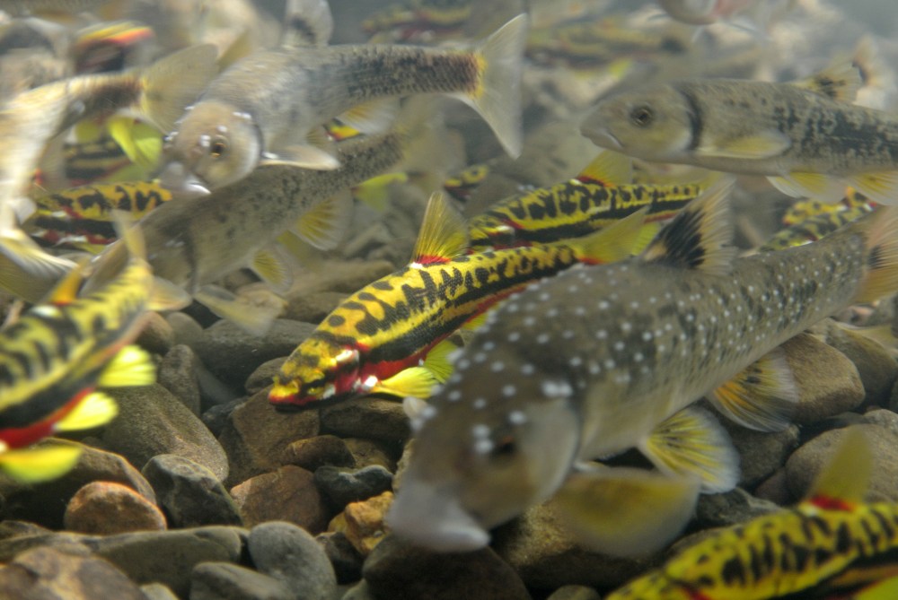 Nest association behaivor is nearly obligate for Mountain redbelly dace (yellow and red), but it's more flexible for Central stoneroller (gray). Stonerollers usually start spawning a couple weeks before chubs, and can dig their own nests (see video below). They may also prey on eggs from chub nests. Photo by B. Peoples