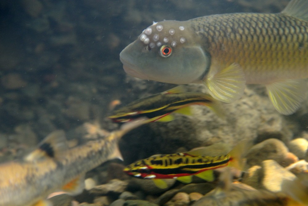 Chubs are prolific ecosystem engineers. Photo by B. Peoples