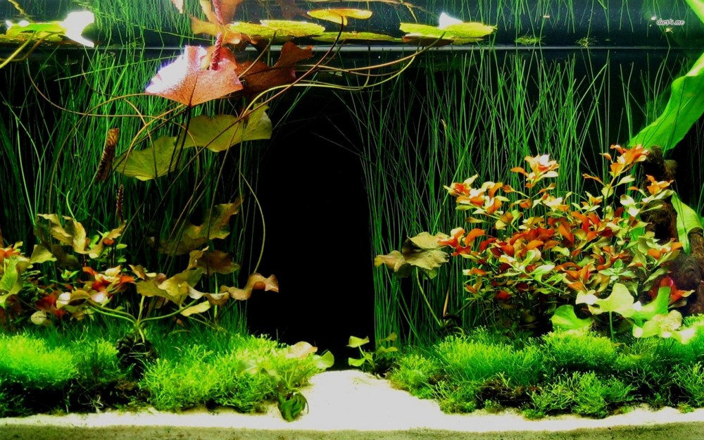Check out all of the intangible fish in my fish tank! Source