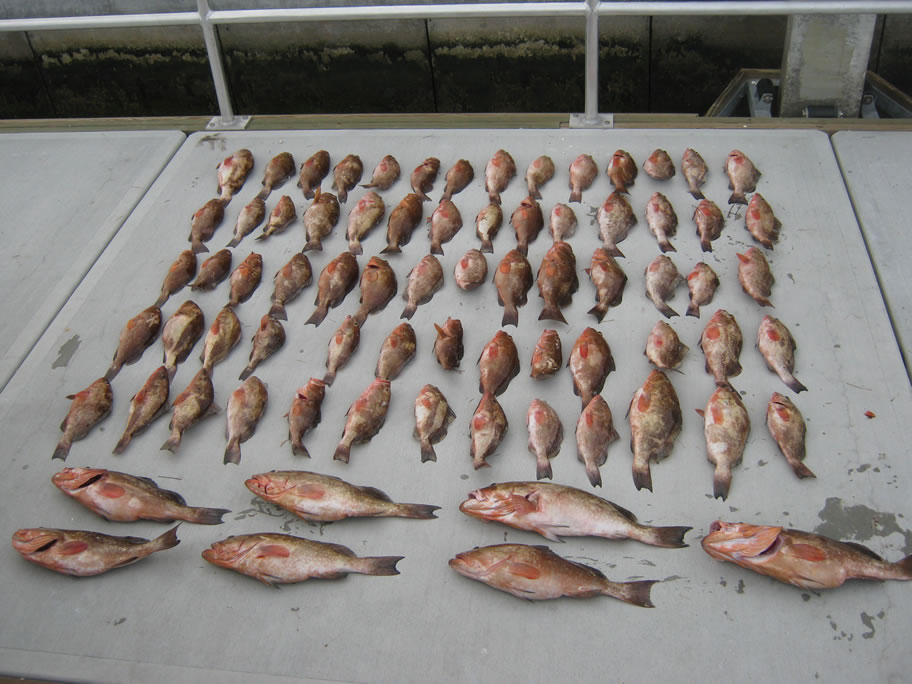 68 undersized red grouper from another case of fish poaching. Source