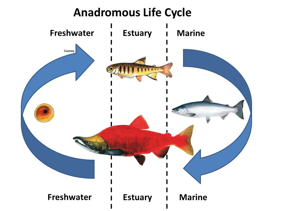 Anadromous Life Cycle