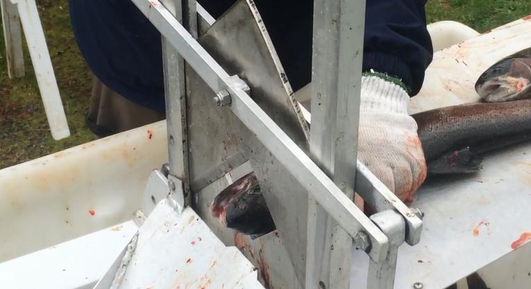 Hatchery personnel cut the face off of fish to give them a unique mark before placing them in a stream. (Photo: Cooney)