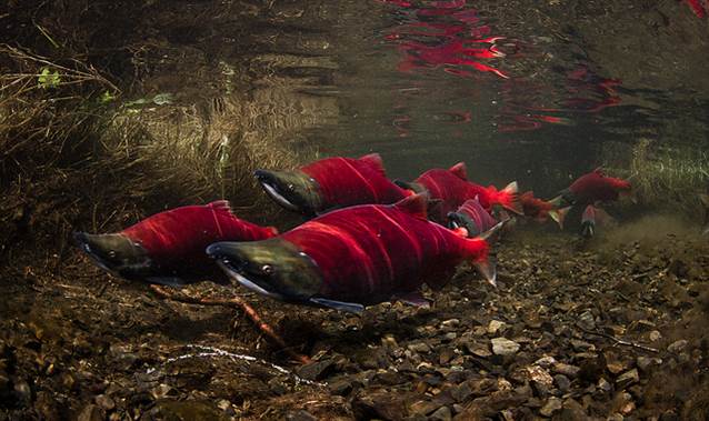 Sockeye Salmon may be resilient to climate change because of high genetic diversity.