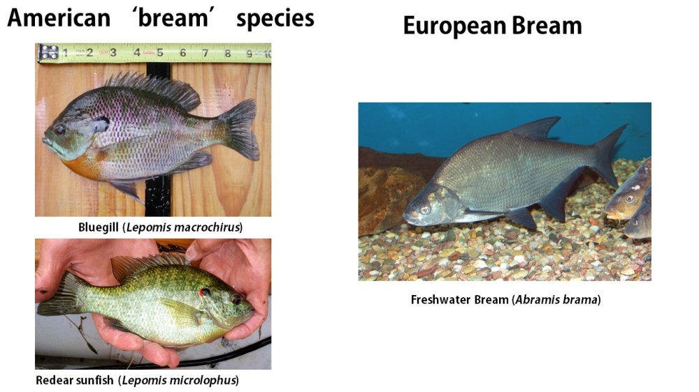 bream