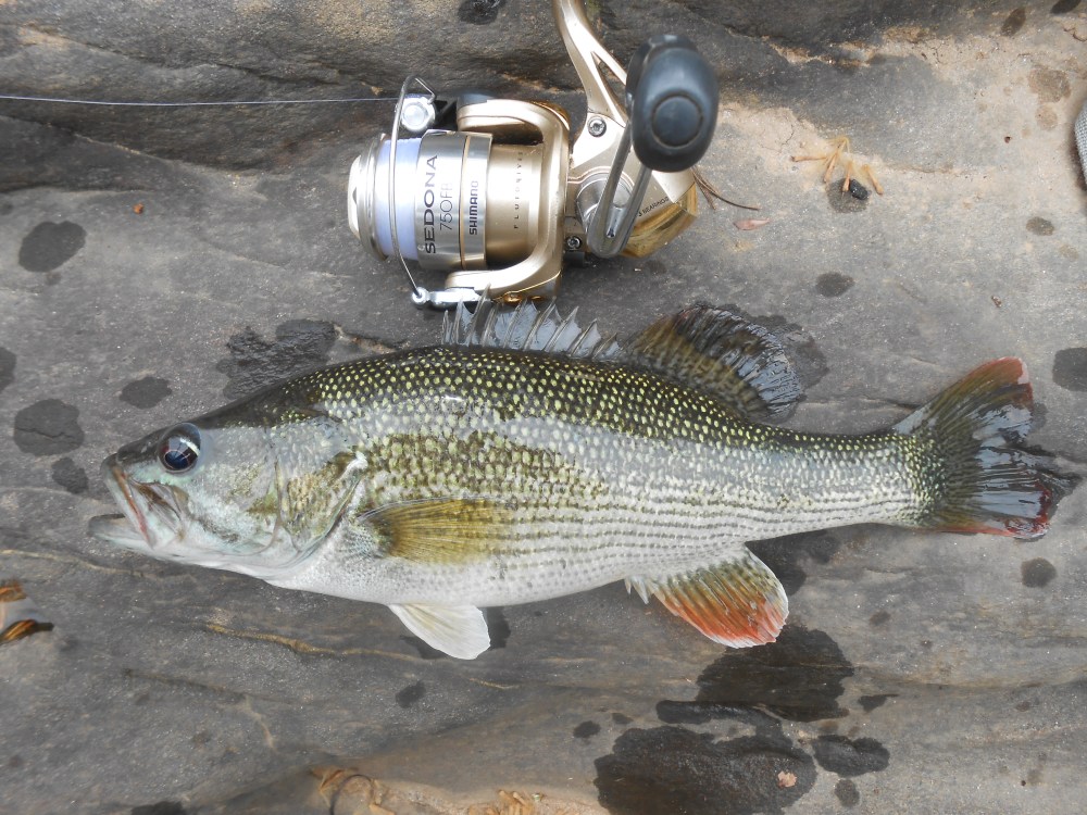 Chattahoochee Bass