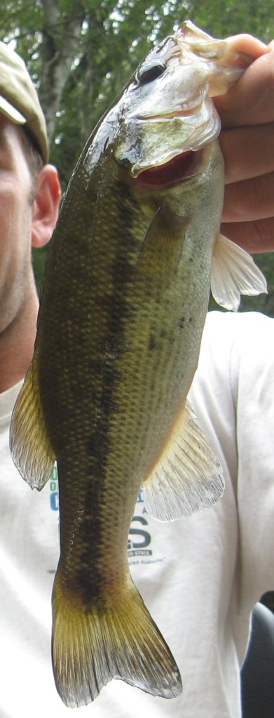 Choctaw Bass