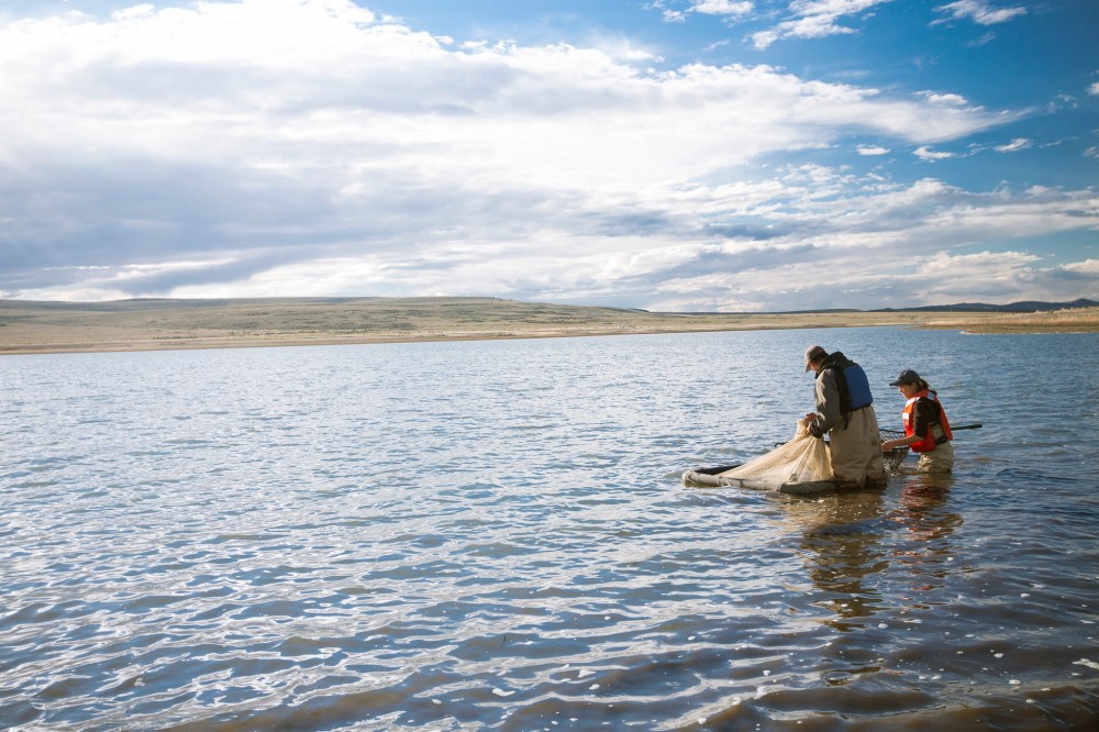 collecting-lahontan-trout-in-summit-lake