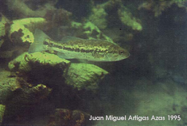 Cuatrociénegas Bass