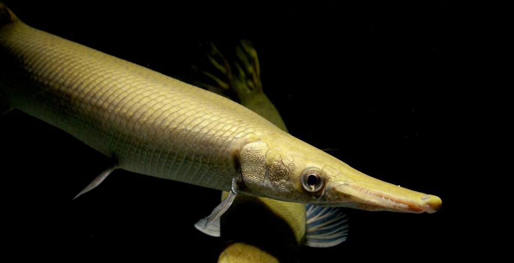 Cuban Gar