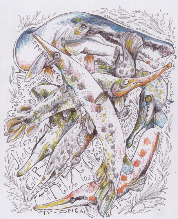 The 7 gar (Lepisostidae) species of the world. (Hannah Dean)