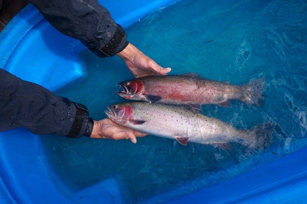 lahontan-trout-color-morphs