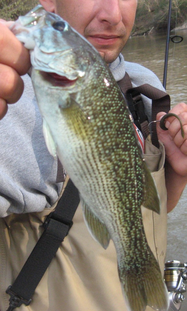 Tallapoosa Bass