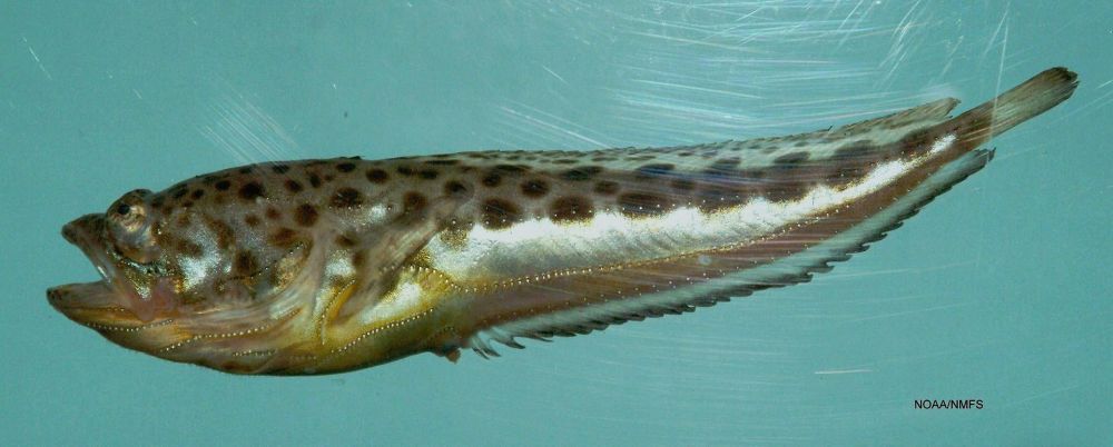 atlantic_midshipman__porichthys_plectrodon_