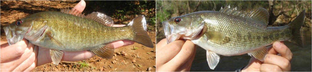Hybridization creates challenges for management and conservation. Pictured are genetically confirmed hybrids of native Shoal Bass with non-native Smallmouth Bass (left) and Shoal Bass with non-native Spotted Bass (right).