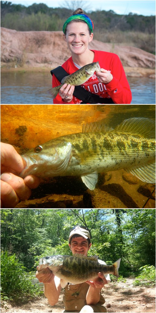 The Native Black Bass Initiative is currently addressing conservation and management needs for the Guadalupe Bass in Texas (top), Bartram’s Bass in Georgia and South Carolina, and Shoal Bass in Georgia, Alabama, and Florida.